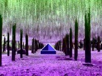 Lavender Forest Escape